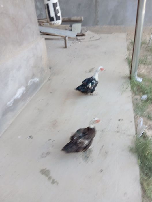 Qora shagzoda tovuq horozla va o'rdak