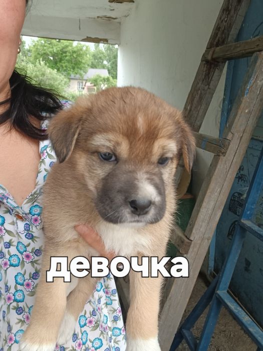 Отдам щенят девочки