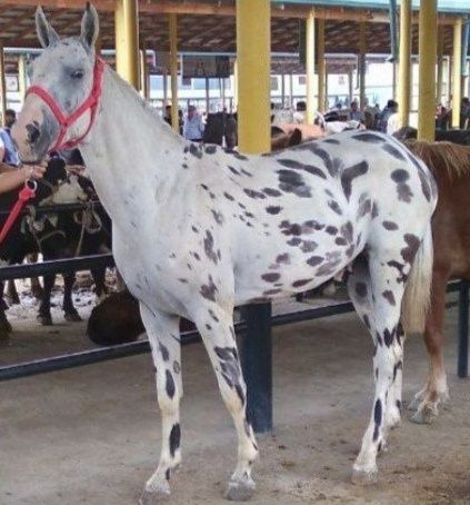 От Акили ГУЗАЛ тулпор сурочни