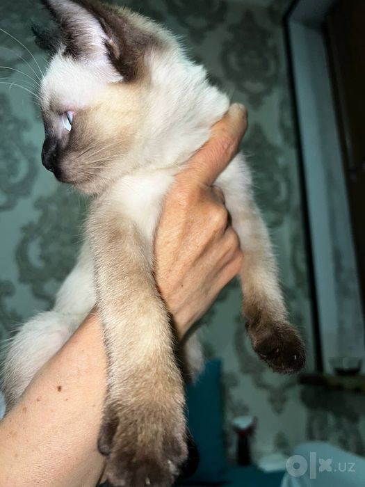 Мушук Скоттиш фолд 5ойли қора