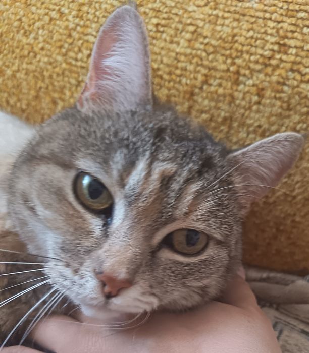 Кошка в добрые руки