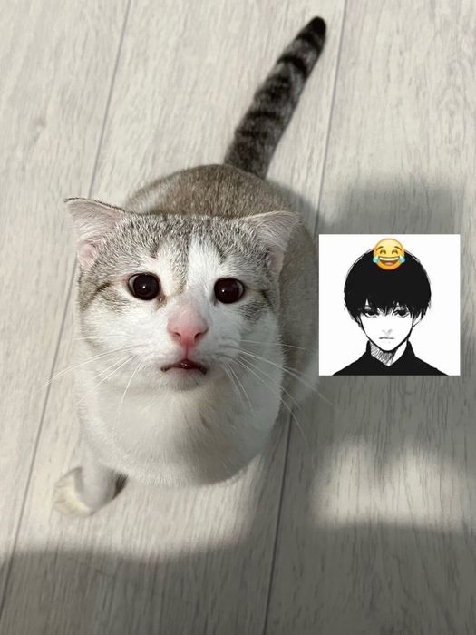 Отдам красивого котика