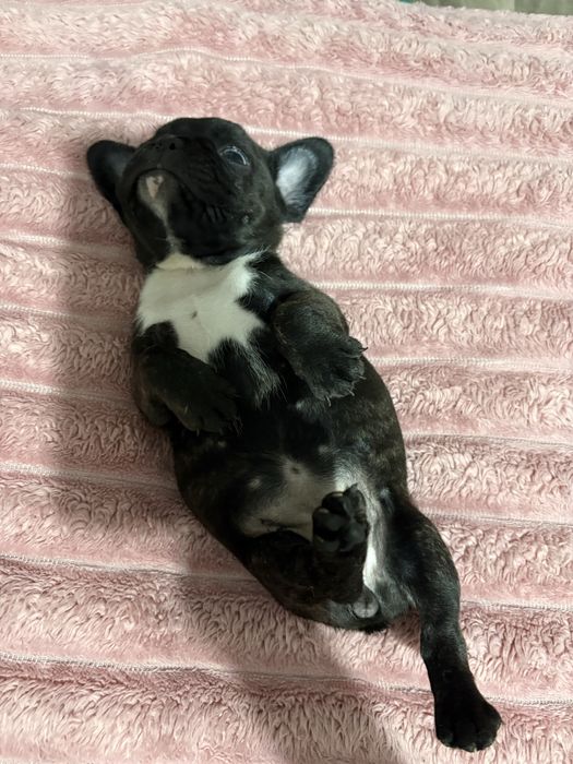 Щенки фронцускогого бульдога