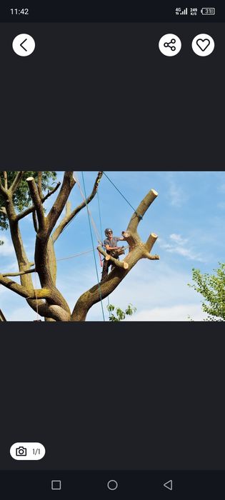 Дарахт кесиш хизмати обрезкас пил