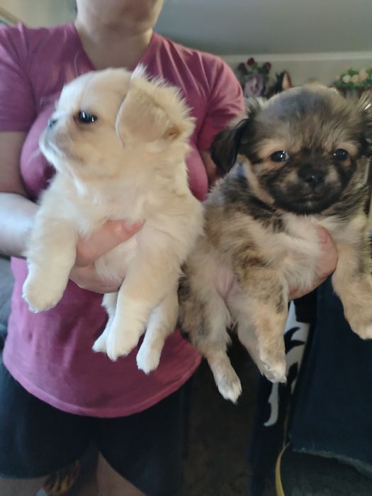 Продам щенков Пекинес. Недорого. 1,5 МЕСЯЦА..