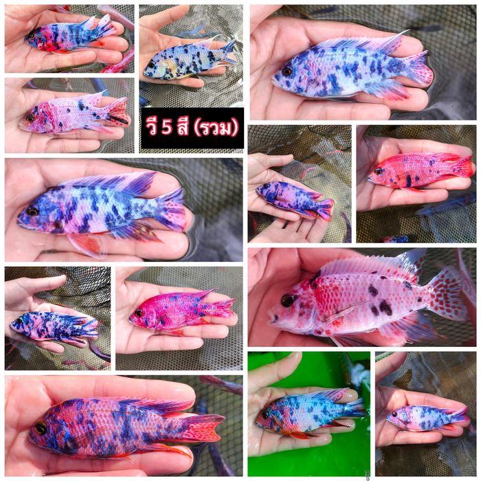 Аквариумные рыбки хороший выбор