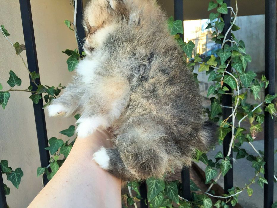 Померан мини Померанчета