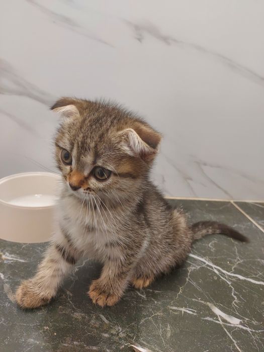 Шотландские котята