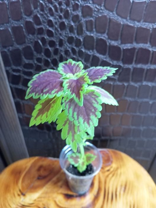 Укоренённые колеусы