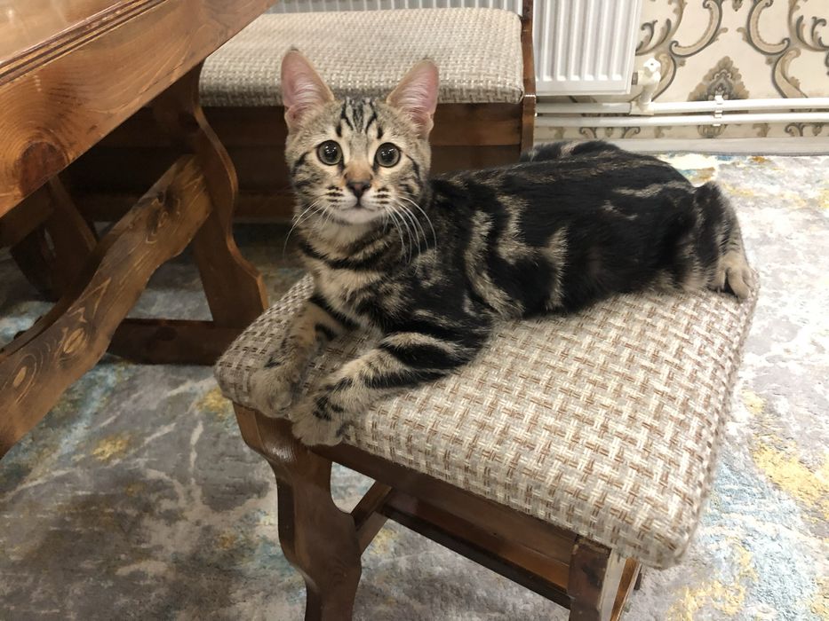 Toza zotli bengalskiy mushuk bolalari sotiladi