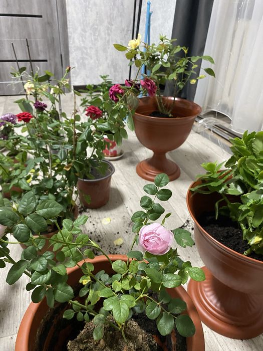 Продам недорого цветы