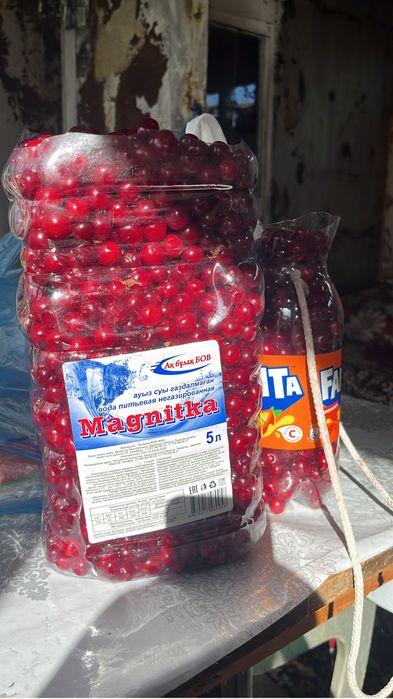 Вишня дачная 800 тг кг