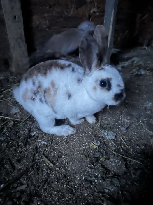 Vand sau schimb iepuri cap de leu si rex pitic