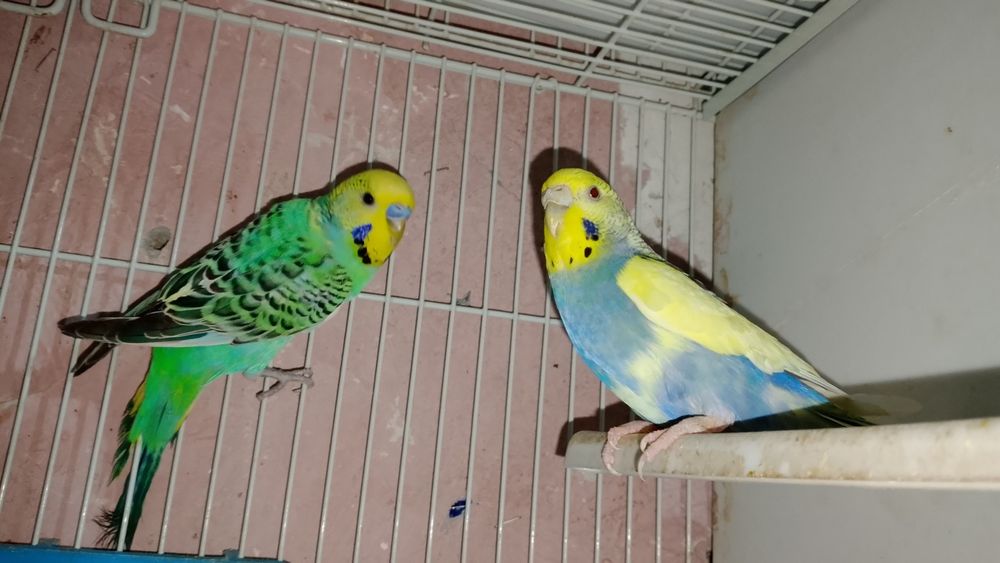 Qafasi bilan 1 juft papugaychiklar sotiladi