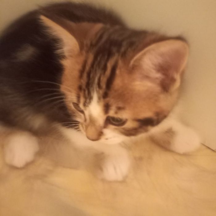 Красивый котёнок 2 месяца {дев}