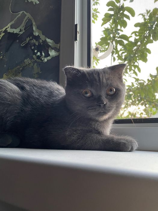 Котенок в добрые руки