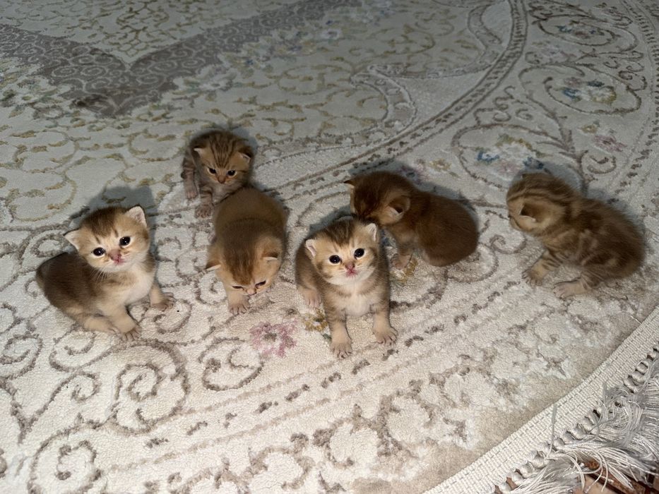 Котята золотая шиншила