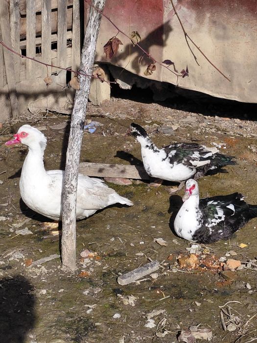 Rate si rățoi mute