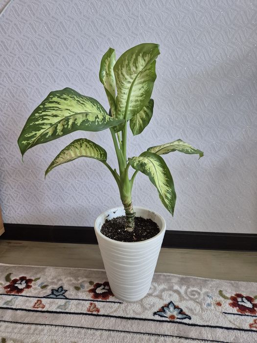 Продам дифенбахию комнатный цветок