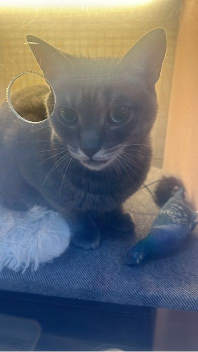 Зоогостиница передержка для домашних любимцев