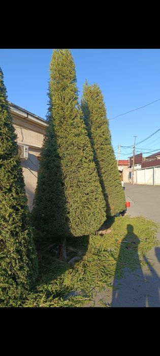 archa archa kesish 12-yillik agranom