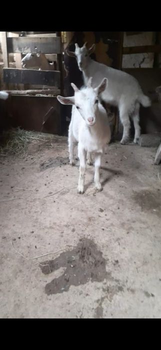 Шыбыштар сатылады ургашы