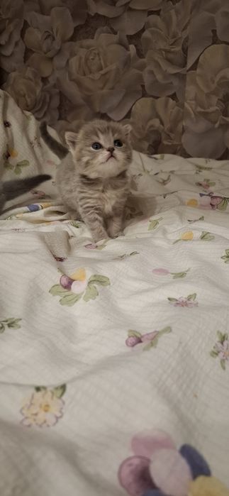 Шотландские котята