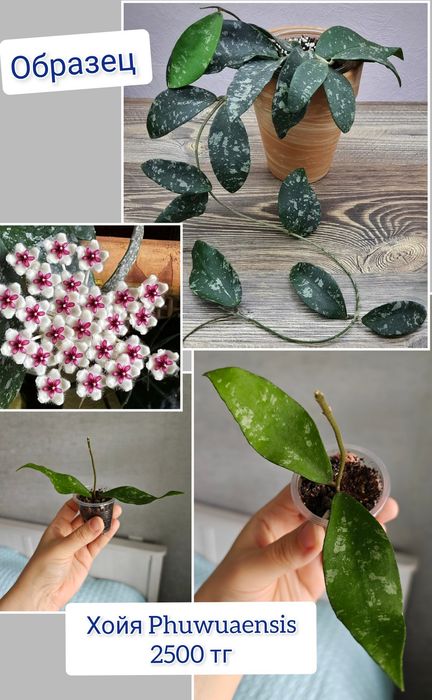 Сциндапсус комнатные цветы