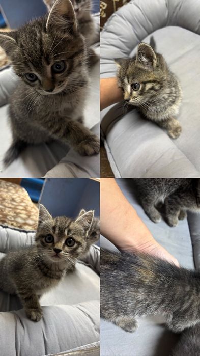 Котята/две девочки/в добрые руки
