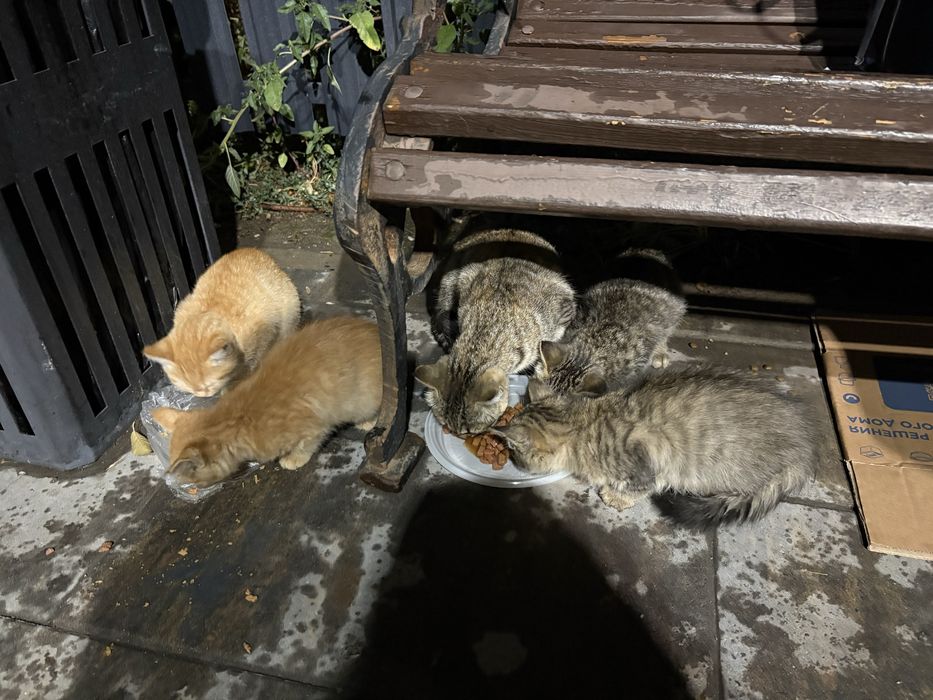 Кошка и 4 котенка