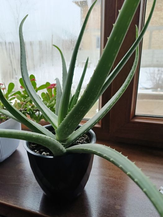 Продам алоэ вера