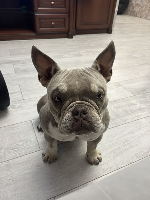 Американская булли