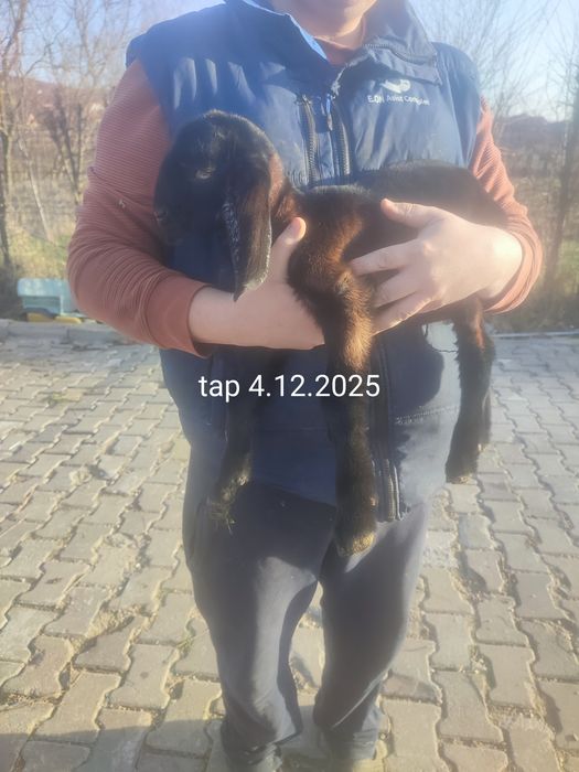 Tapisor/tapi si o ieduta Anglonubian de vanzare