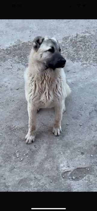 Щенок турецкого кангала