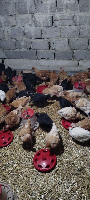 Puicuțe rasă mixtă mai multe detalii în privat!