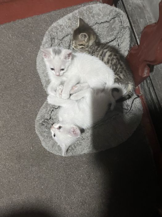 Отдам котят в добрые руки
