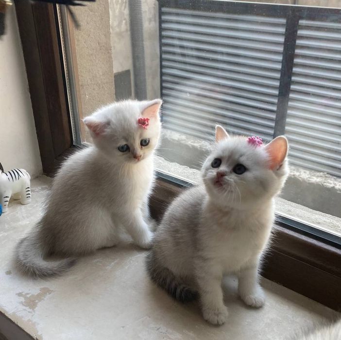 Котята шиншилла серебристый