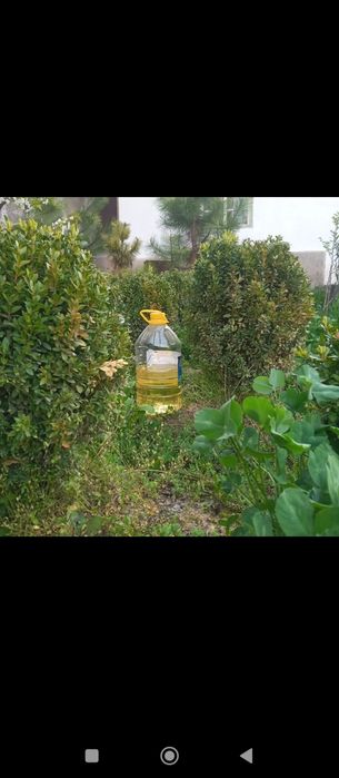 Qirim sasna.Shamdhod,Dub.Kashtan