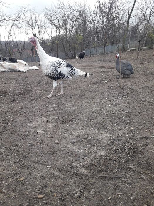 Vand curci și curcan