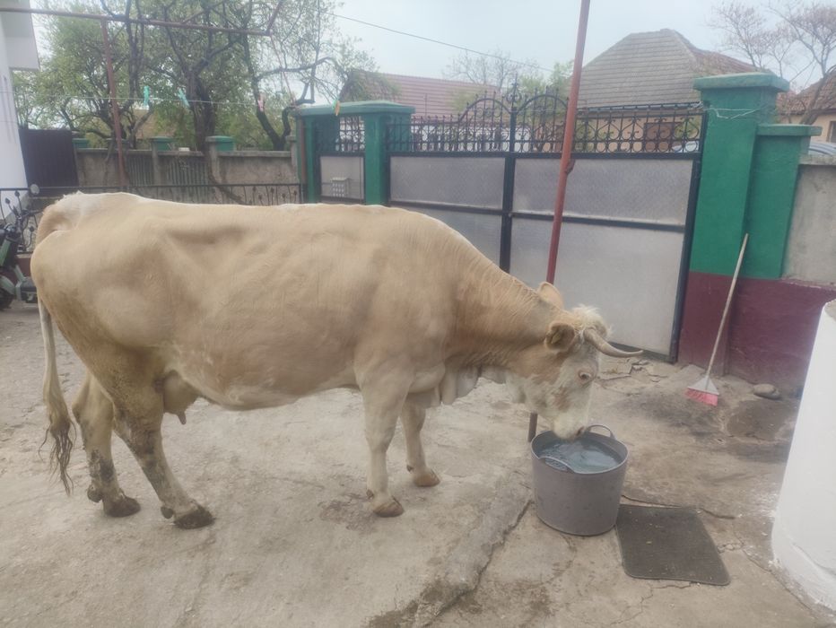 De vînzare vaca de 8 ani