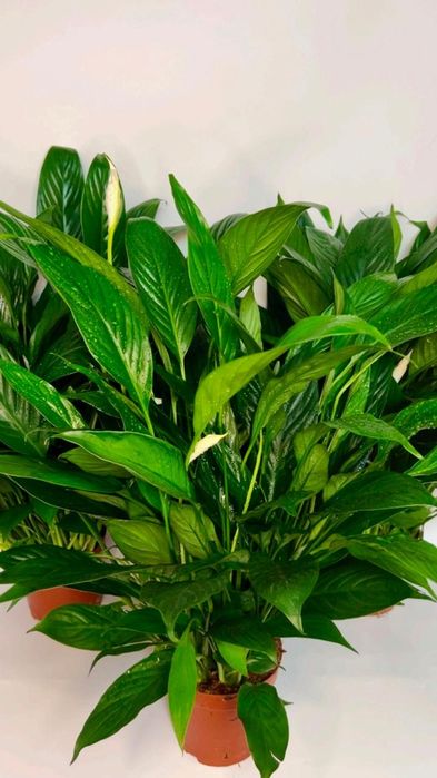 Спатифиллум 7500 тенге