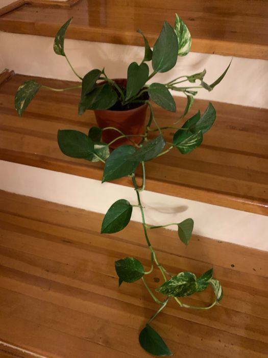 Ростения для сада и дома