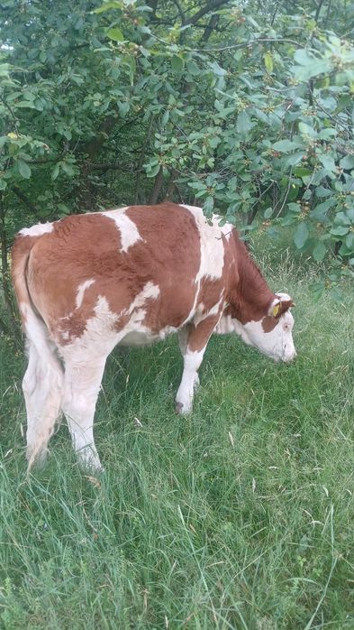Vând 4 Juninci si un taur belgian