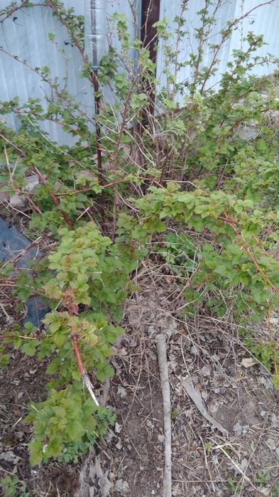 Продам дерево абрикос