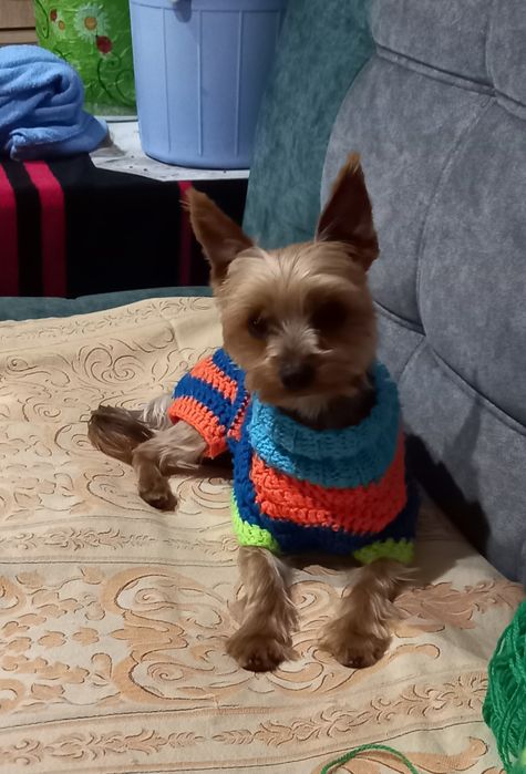 Передержка собак.