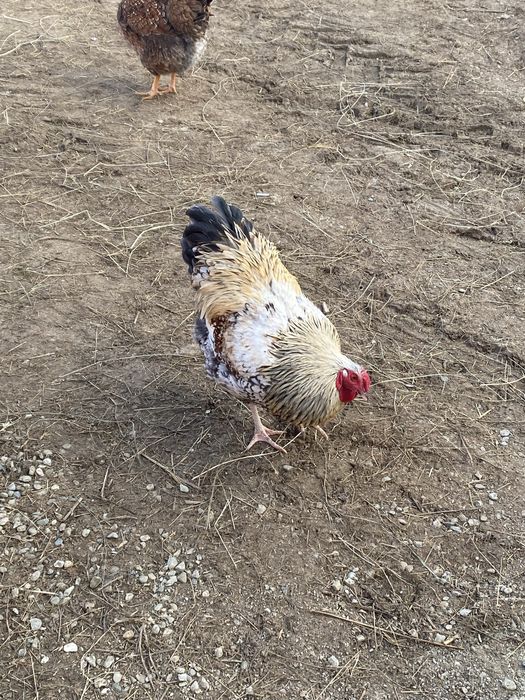 Vand cocosi  tânar de anu trecut