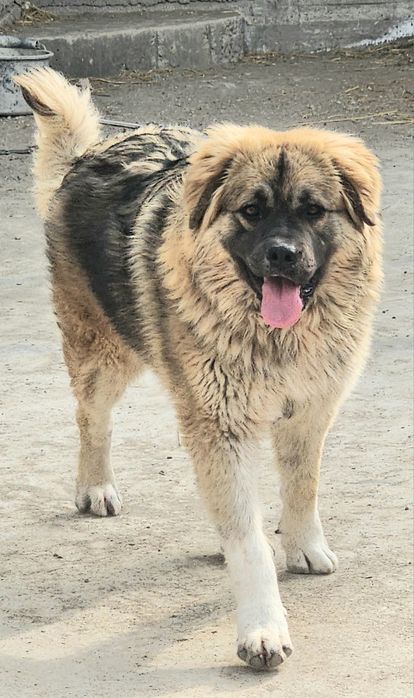 Багира возраст  1 год.