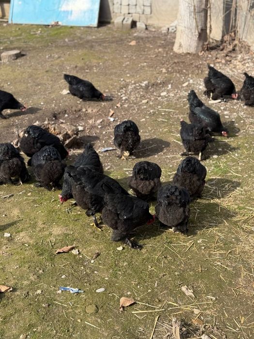 Jaydari tovuqlar sotilafi