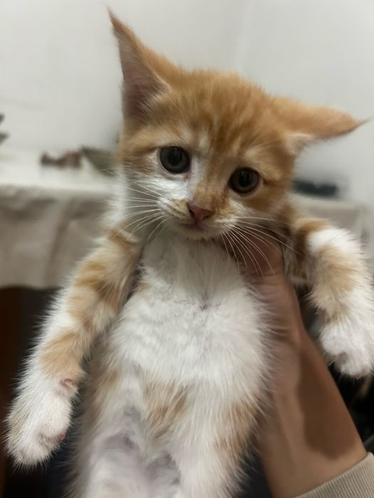 Бесплатно котенок