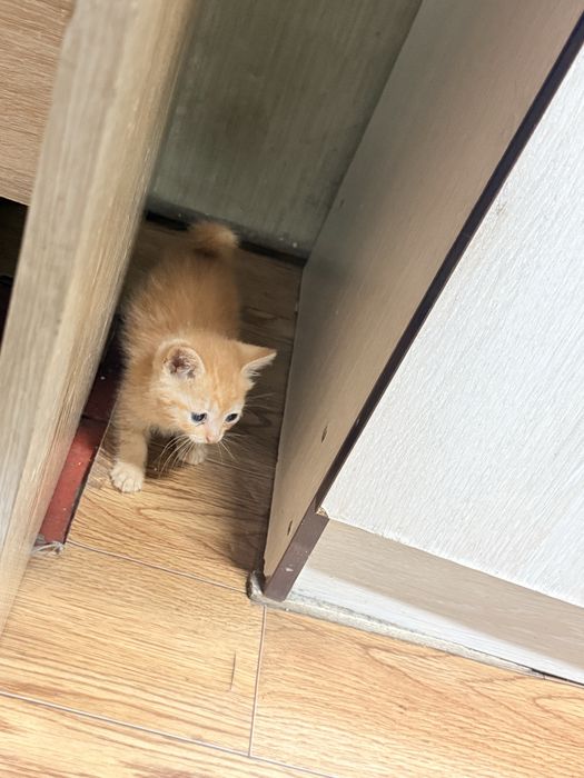 Котята бесплатно